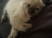 Beautiful Ragdoll female