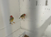 Star finches