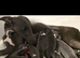 Stunning Blue Whippet Puppies