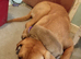 Rehoming Bullmastiff cross German shepherd