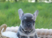 KC French Bulldog Puppies Lilac, Black Tan, Fawn