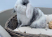 Pure bred mini lop rabbits