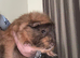 2 female guinea pigs with cage and necessities