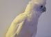 Cockatoo 15 weeks old female dna supper tame