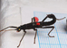 Black Beauty Stick Insects For Sale UK (Peruphasma schultei) PSG 270