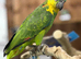 Amazon talking parrot
