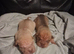 Beautiful puppies ( shar pei)