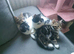 Adorable Kittens &pound;80