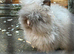 Male Lionhead