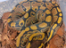 Royal python babies for sale cb26