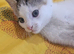 Gorgeous kittens for rehoming