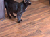 4 beautiful little kittens
