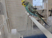 Young budgies pair in London