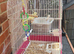 Bird and cage