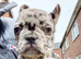 French bulldog girls