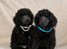 Kc reg gorgeous miniature poodles