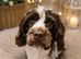 Fb1 Cockapoo puppies ready to leave