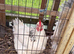 4 chickens