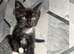Black and white kitten