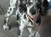 Merle cockapoo
