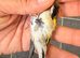2025 goldfinch male very fit and healthy