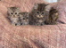 Chinchilla kittens for sale doll face