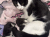 3 kittens 1 boy 2 girls