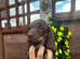 For sale chocolate 8weeks old boy puppy