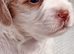 Tytuł;Adorable Hybrid Puppies – Cockapoo( maltipoo)