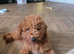 Male mini poodle