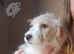 2 Cockapoo Females ️( Cockapoo x Jack Russell Ready NOW