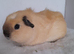One Crested Cream Californian Female Guinea Pig.