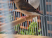 Java finch