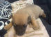 7 beautiful puppies