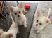 Chihuahua boy puppies
