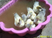5 six week old Lavender Muscovy ducklings
