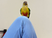 Tame grrencheek conure