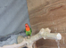 Green opaline lovebird