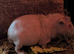 Baby guinea pigs