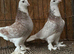 FANCY WEST OF ENGLAND TUMBLERS PIGEONS