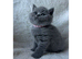 Beautiful British Shorthair Kittens