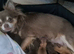 Long Coat Chihuahua puppies