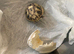 HERMANN Tortoise babies