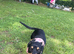 7month old female Staffy cross jack Russell