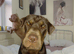 Rehoming