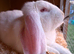 Male French Lop