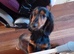 Black and tan boy long haired dashound
