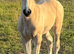Stunning Filly Foal Warmblood x Cob Mature 16hh+ available at weaning