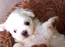 2 Miniature malteses girls for sale