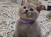 British short hair kittens. Ready to go